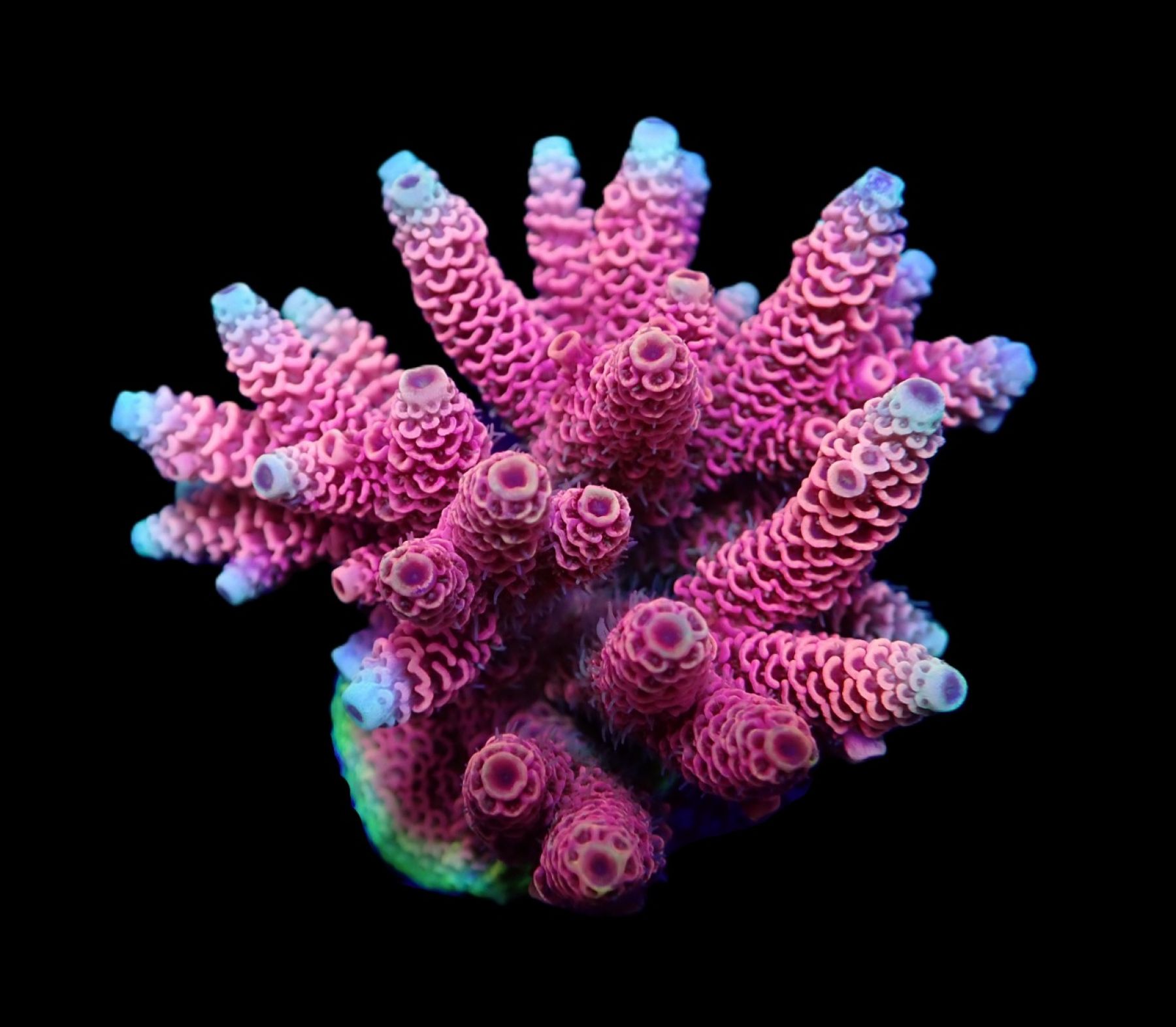 Acropora millepora (Red-Pink)